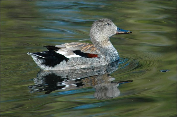 SCHNATTERENTE, GADWALL, ANAS STREPERA