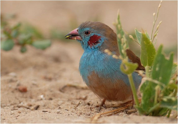 SCHMETTERLINGSFINK, RED-CHEEKED CORDON-BLEU, URAEGINTHUS BENGALUS