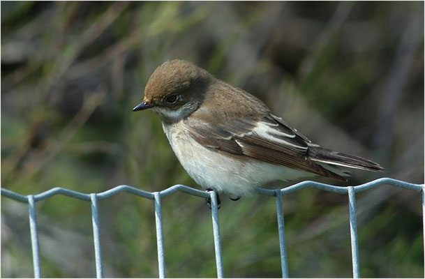 TRAUERSCHNÄPPER, PIED FLYCATCHER, FICEDULA HYPOLEUCA