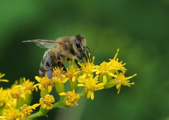 Honigbiene, Apis mellifica