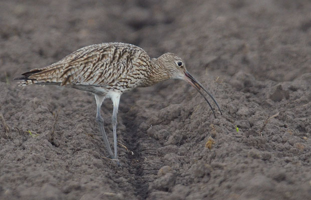BRACHVOGEL, EURASIAN CURLEW, NUMENIUS ARQUATA