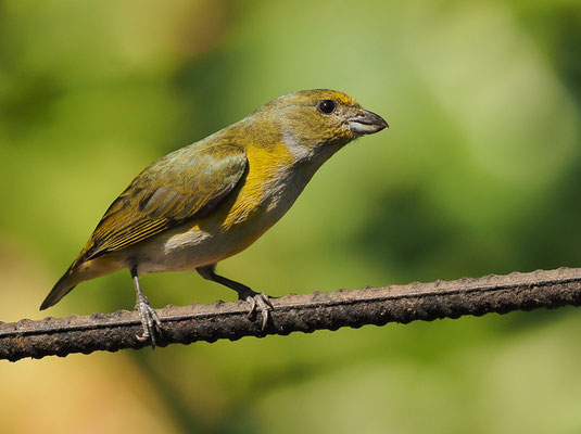 SCHWALBENORGANIST, YELLOW-THROATED EUPHONIA, EUPHONIA HIRUNDINACEA