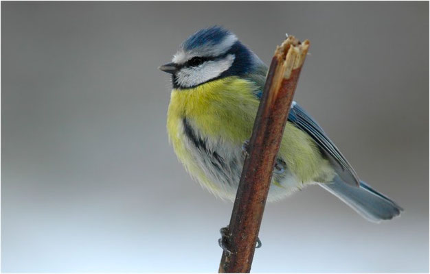 BLAUMEISE, BLUE TIT, CYANISTES CAERULEUS