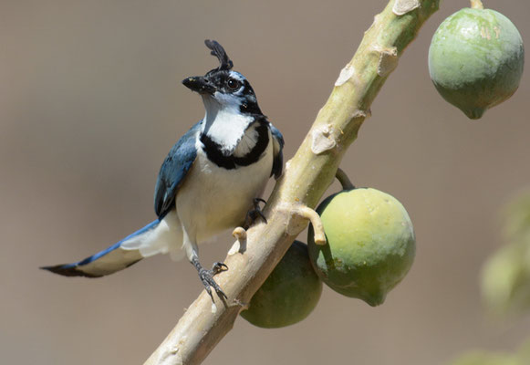 LANGSCHWANZHÄHER, WHITE-THROATED MAGPIE-JAY, CALOCITTA FORMOSA