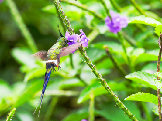 HAUBENFADENELFE, WIRE-CRESTED THORNTAIL - DISCOSURA POPELAIRII