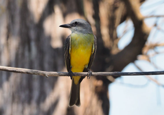 TRAUERTYRANN, TROPICAL KINGBIRD, TYRANNUS MELANCHOLICUS