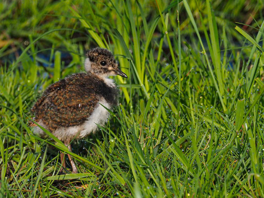 Kiebitz, Northern Lapwing - vanellus vanellus