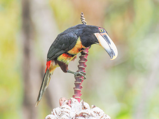 Hellschnabelarassari, , Pale-mandibled Aracari - Pteroglossus erythropygius