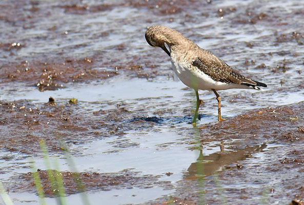 Einsamer Waldläufer, Solitary sandpiper, Tringa solitaria