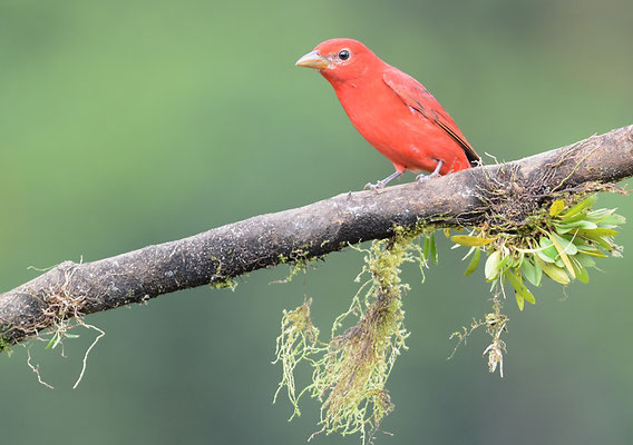 SOMMERTANGARE, SUMMER TANAGER, PIRANGA RUBRA