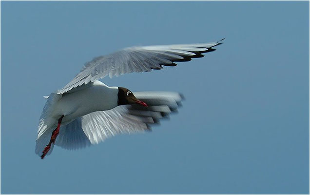 LACHMÖWE, BLACK-HEADED GULL, CHROICOCEPHALUS RIDIBUNDUS