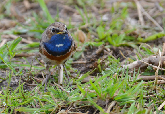 BLAUKEHLCHEN, BLUETHROAT, LUSCINIA SVECICA