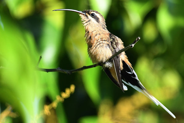 ZIMTROTER SCHATTENKOLIBRI, PLANALTO HERMIT, PHAETORNIS PRETREI