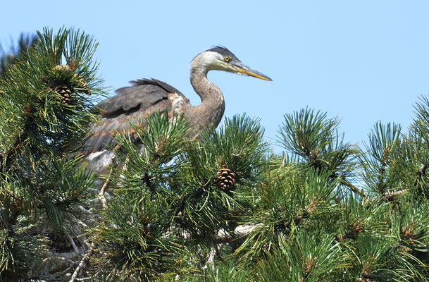 KANADAREIHER, GREAT BLUE HERON, ARDEA HERODIAS