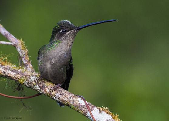 TALAMANCA-KOLIBRI, ADMIRABLE HUMMINGBIRD, EUGENES SPECTABILIS