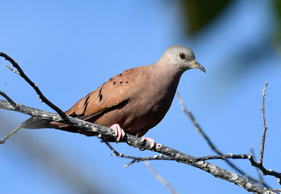 ROSTTÄUBCHEN, RUDDY GROUND-DOVE, COLUMBINA TALPACOTI