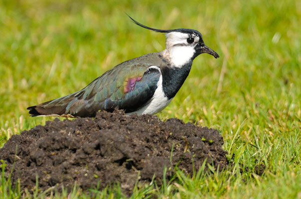 Kiebitz, Northern Lapwing - vanellus vanellus