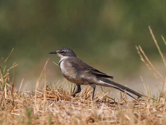 Kapstelze, cape wagtail, motacilla capensis 