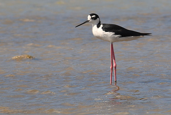 Amerikanischer Stelzenläufer, Black-necked stilt, Himantopus mexicanus