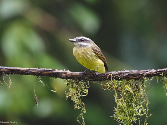ANDENMASKENTYRANN, GOLDEN-CROWNED FLYCATCHER - MYIODYNASTES CHRYSOCEPHALUS