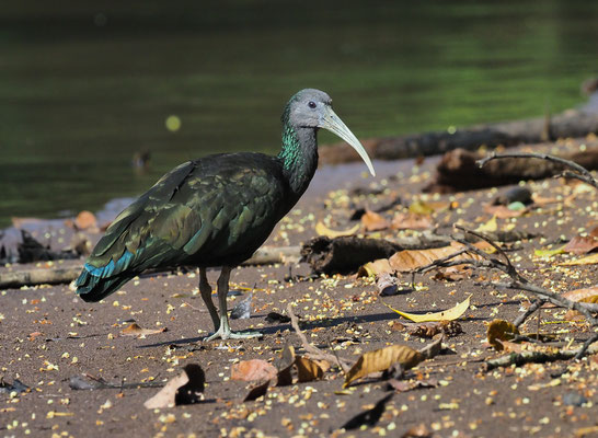 GRÜNIBIS, GREEN IBIS, MESEMBRINIBIS CAYENNENSIS