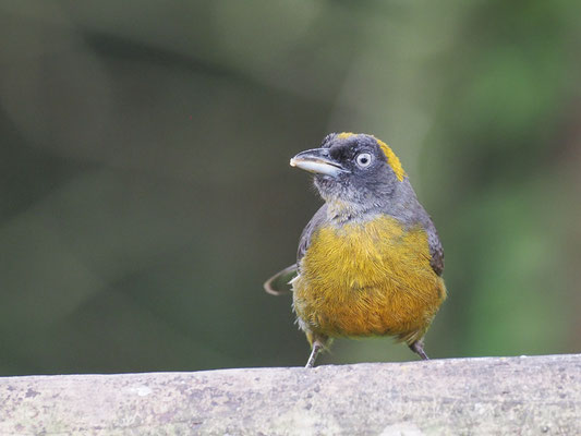 Rußgesicht-Stärlingstangare, Dusky-faced Tanager - Mitrospingus cassinii