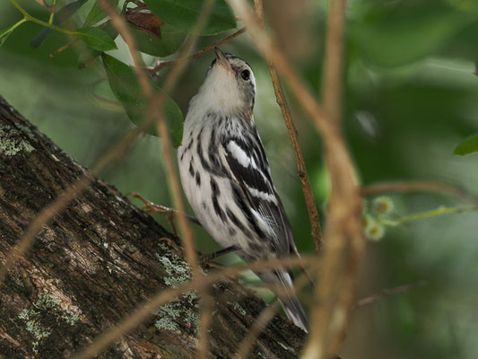KLETTERWALDSÄNGER, BLACK-AND WHITE WARBLER, MNIOTILTA VARIA