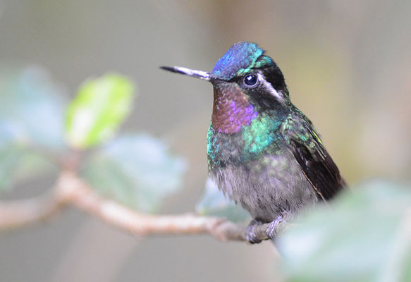 PURPURKEHLNYMPHE, PURPLE-THROATED MOUNTAIN-GEM, LAMPORNIS CALOLAEMUS