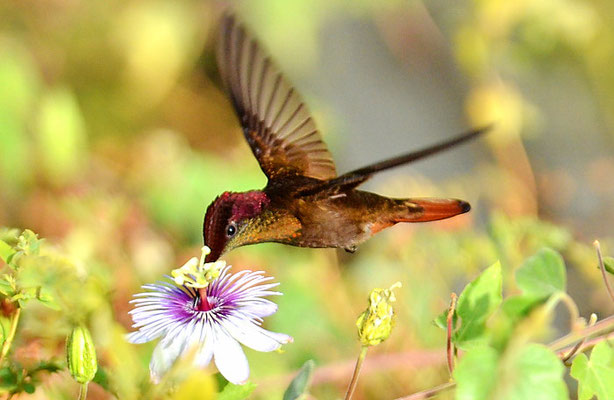 TOPASRUBINKOLIBRI, RUBY-TOPAZ HUMMINGBIRD, CHRYSOLAMPIS MOSQUITUS