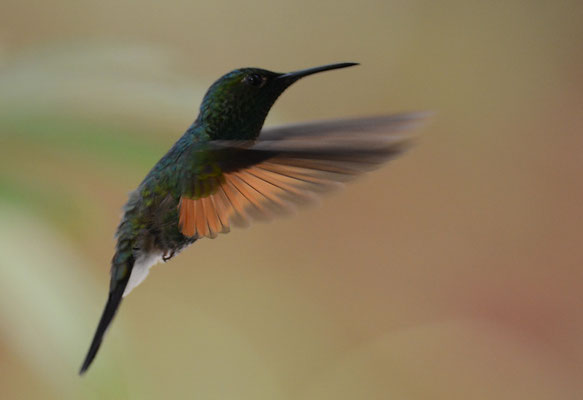 STREIFENSCHWANZKOLIBRI, STRIPE-TAILED HUMMINGBIRD, EUPHERUSA EXIMIA