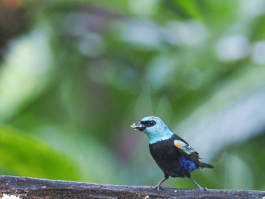 AZURKOPFTANGARE, BLUE-NECKED TANAGER - TANGARA CYANICOLLIS
