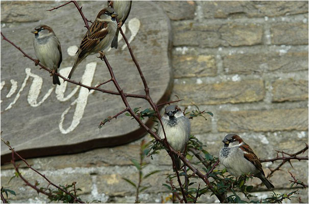 HAUSSPERLING, HOUSE SPARROW, PASSER DOMESTICUS