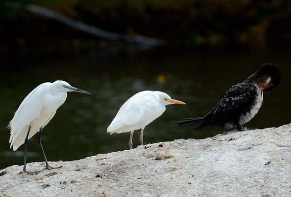 KUHREIHER, WESTERN CATTLE EGRET, BUBULCUS IBIS