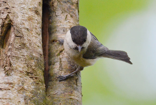 WEIDENMEISE, WILLOW TIT, POECILE MONTANUS