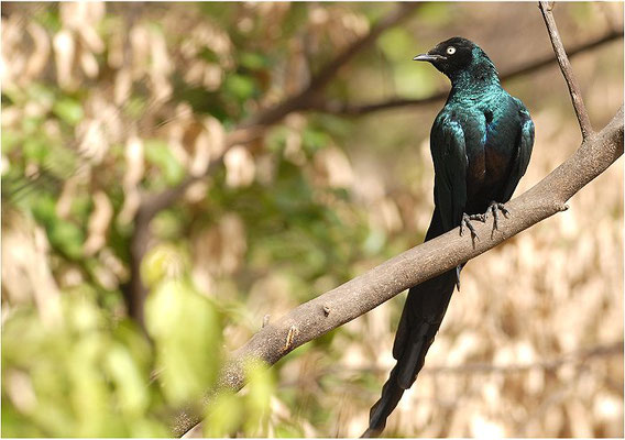 LANGSCHWANZGLANZSTAR, LONG-TAILED GLOSSY STARLING, LAMPROTORNIS CAUDATUS