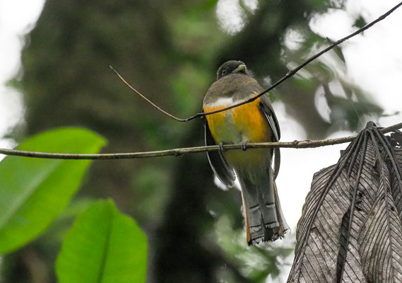 GOLDBAUCHTROGON, ORANGE-BELLIED TROGON, TROGON AURANTIIVENTRIS