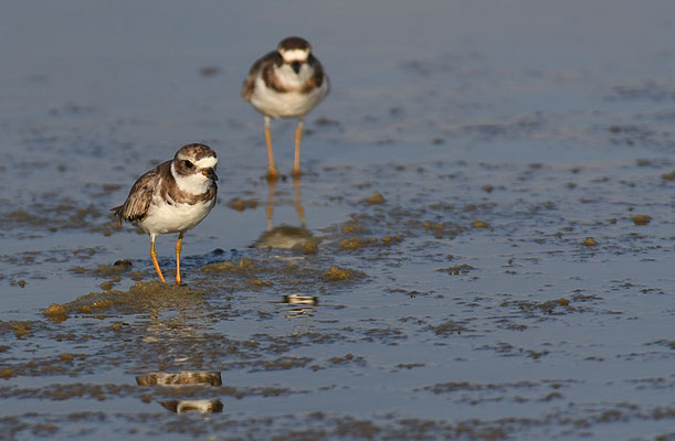 Amerikanischer Sandregenpfeifer, Semipalmated plover, Charadrius semipalmatus