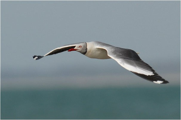 GRAUKOPFMÖWE, GREY-HEADED GULL, LARUS CIRROCEPHALUS