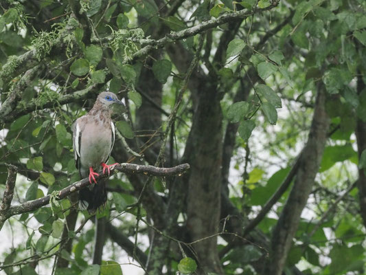 PERUTAUBE, WEST PERUVIAN DOVE - ZENAIDA MELODA