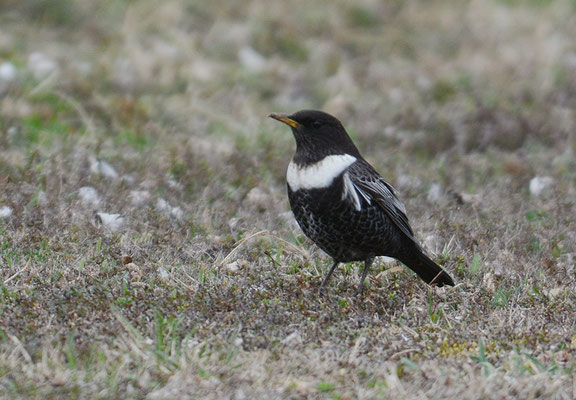 RINGDROSSEL, RING OUZEL, TURDUS TORQUATUS