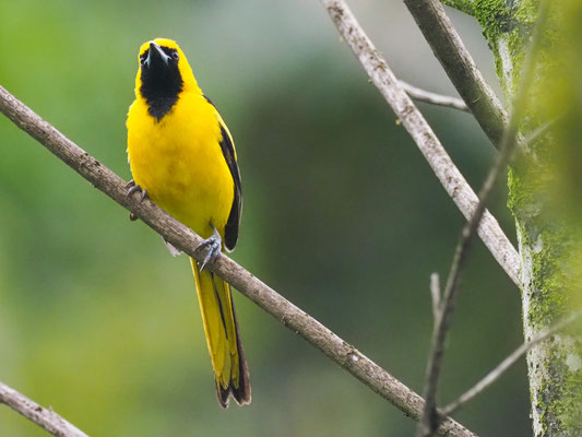GELBSCHWANZTRUPIAL, YELLOW-TAILED ORIOLE - ICTERUS MESOMELAS