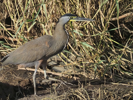 NACKTKEHLREIHER, BARE-THROATED TIGER-HERON, TIGRISOMA MEXICANUM