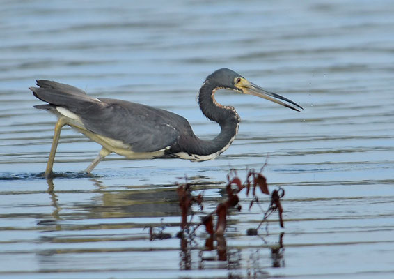 DREIFARBENREIHER TRICOLORES HERON, EGRETTA TRICOLOR