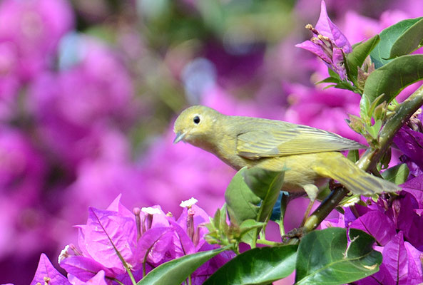 GOLDWALDSÄNGER, YELLOW WARBLER, DENDROICA PETECHIA