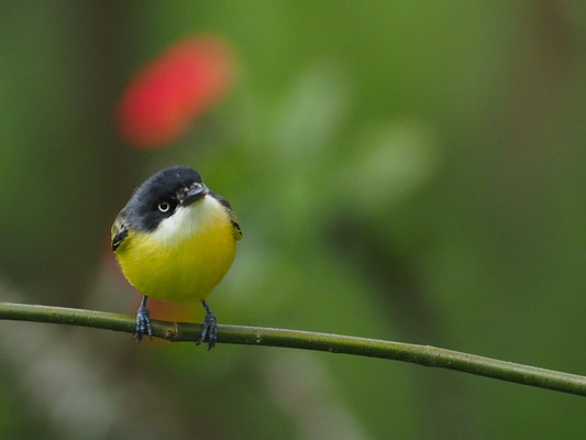 GELBBAUCH-SPATELTYRANN, COMMON TODY-FLYCATCHER - TODIROSTRUM CINEREUM