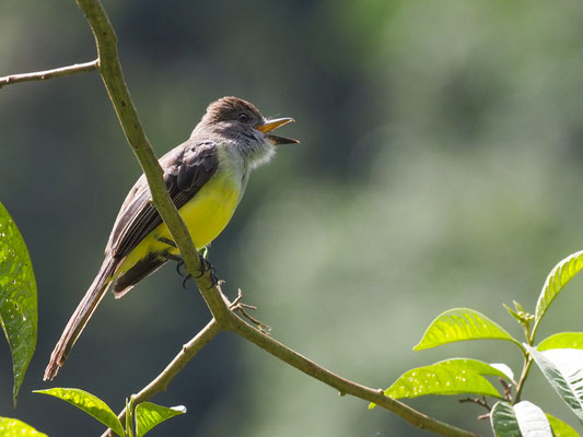 TASZANOWSKI-TYRANN, PALE-EDGED FLYCATCHER - MYIARCHUS CEPHALOTES