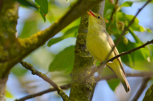 GELBSPÖTTER, ICTERINE WARBLER, HIPPOLAIS ICTERINA