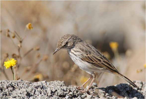 KANARENPIEPER, BERTHELOT´S PIPIT, ANTHUS BERTHELOTII