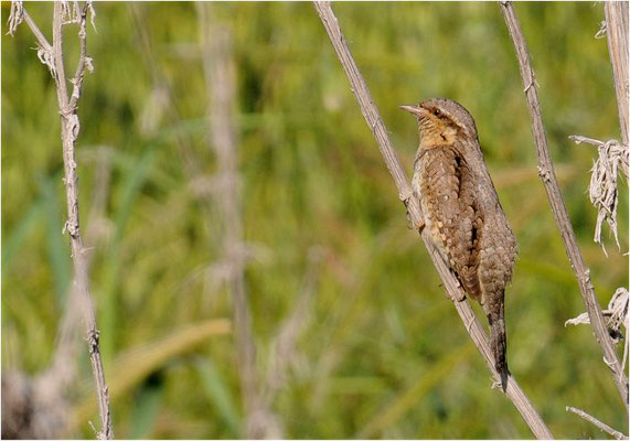 WENDEHALS, WRYNECK, JYNX TORQUILLA