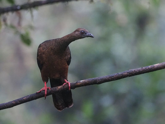 SICHELGUAN, SICKLE-WINGED GUAN - CHAMAEPETES GOUDOTII